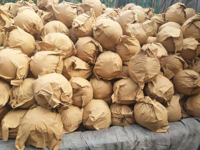 [圓黃梨批發] 元黃梨,9O以上,預售價格1.8元/斤 5000斤起批