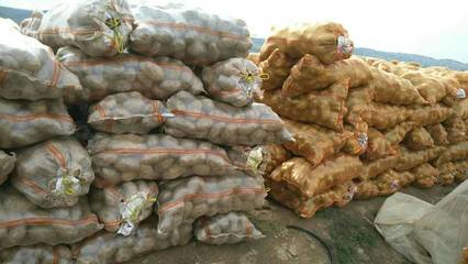 [荷蘭十五號(hào)種薯批發(fā)]荷蘭十五號(hào)種薯 一級(jí)原種價(jià)格1.5元/斤 2000斤起批